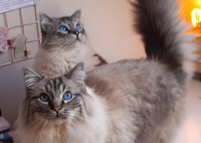 Two cats