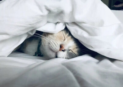 cat under blanket