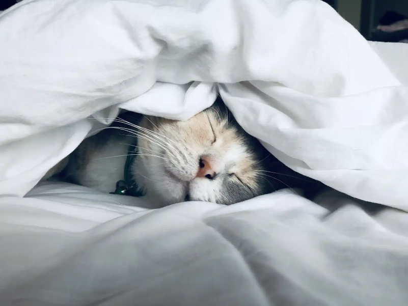 cat under blanket