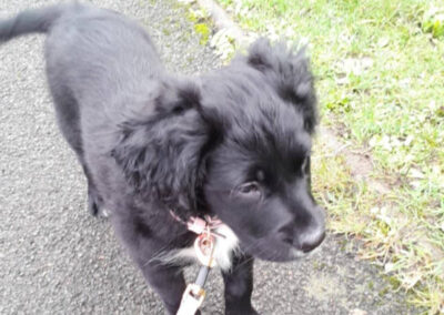 dog on a lead