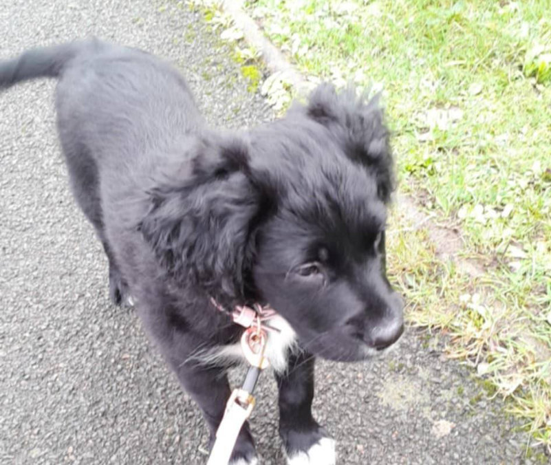 dog on a lead