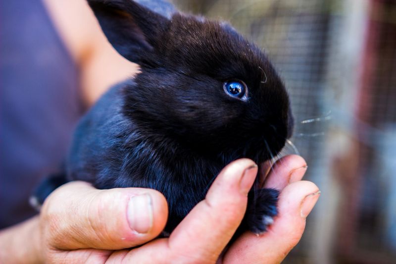black rabbit in hand
