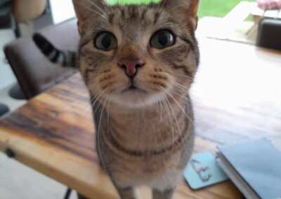 Cat on a table