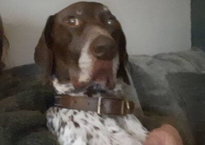 Dog on sofa