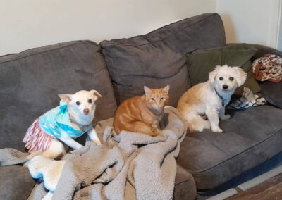 Two dogs and a cat on a sofa