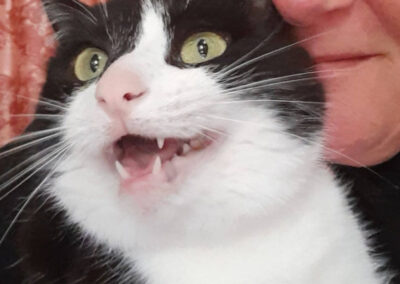 cat with mouth open